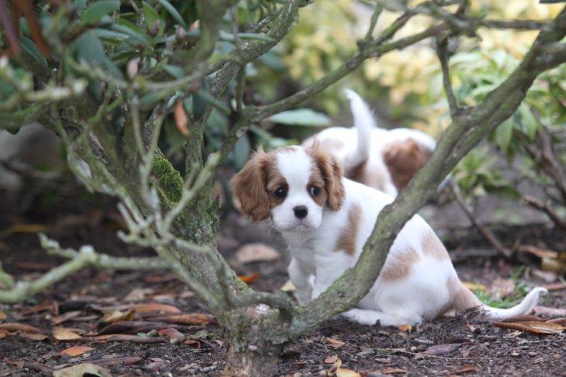 Gartenbild